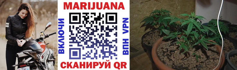 Бошки марихуана Bruce Banner  Змеиногорск 